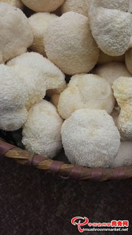 猴頭菇新貨干品 濃香直供與菌種國際化經營