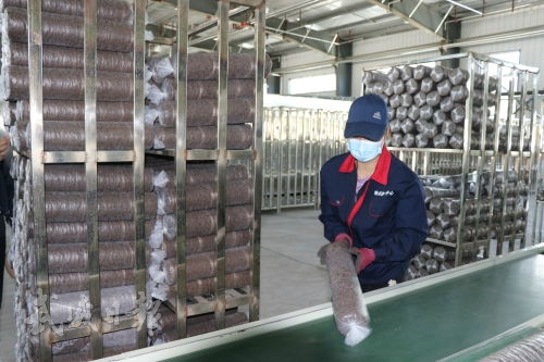 綠色絲路上的“菌”彩產業 天祝哈溪文旅農融合示范園食用菌全鏈崛起